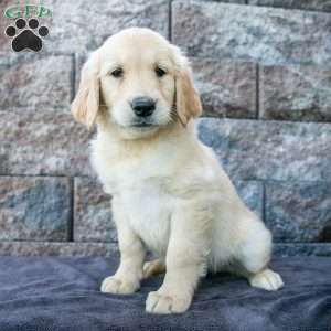 Marla, Golden Retriever Puppy